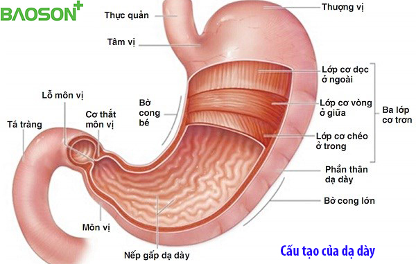 Cấu tạo của dạ dày