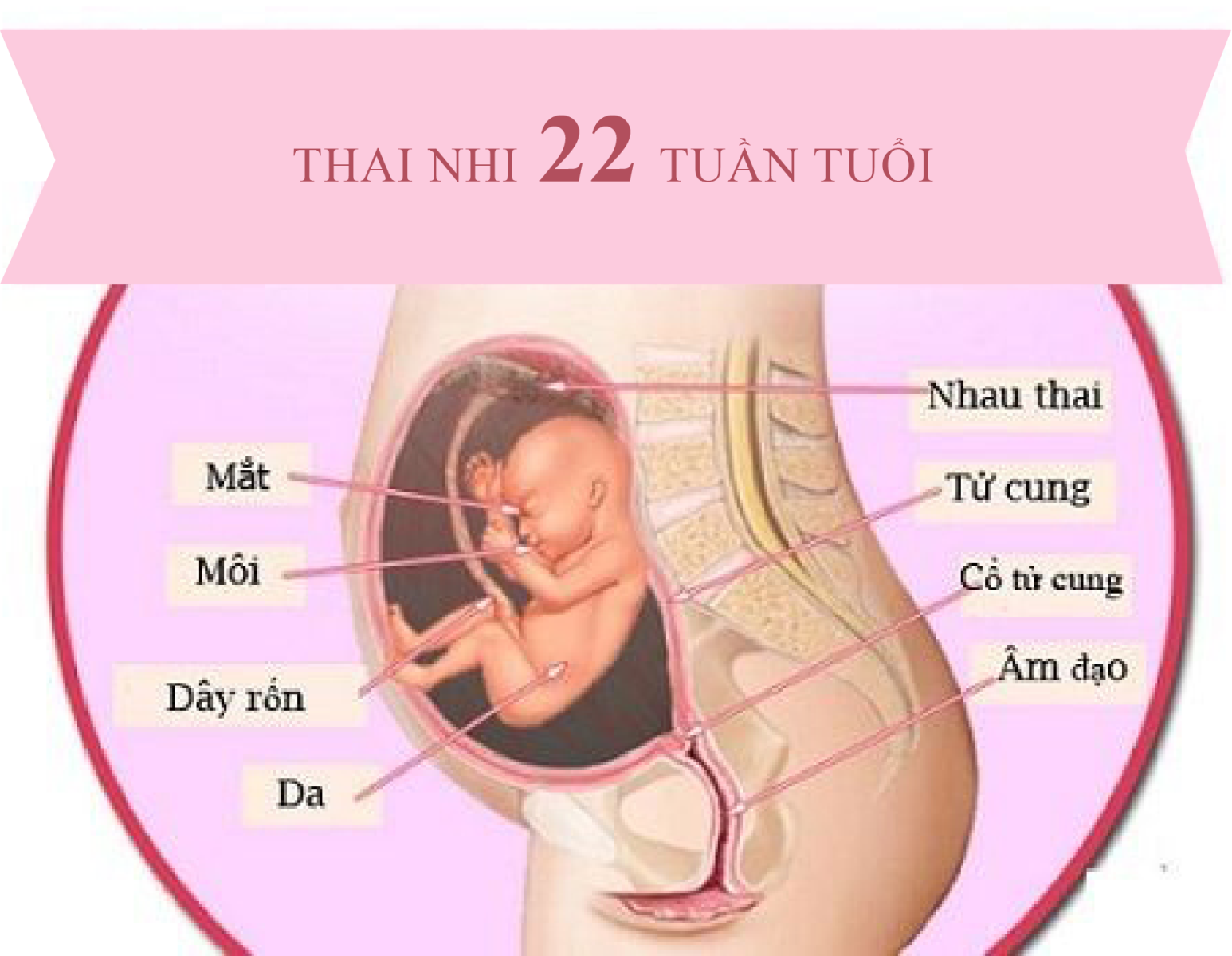 hình ảnh siêu âm thai 22 tuần