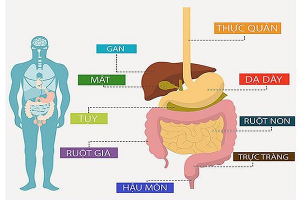 ung thư đường tiêu hóa