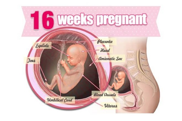 hình ảnh siêu âm thai nhi 16 tuần tuổi