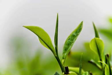 Cách chữa bệnh phụ khoa nữ tại nhà bằng mẹo dân gian bạn cần biết